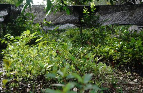 Kalimantan Kabine | Orangutan & Restoration Camp