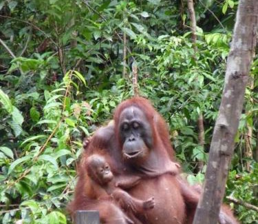 Kumai Bootsverleih | Orangutan Shaka Houseboat with cabin
