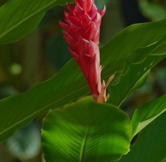 Kisumu Haus | Ose Cottages