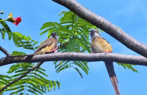 Kisumu Haus | Ose Cottages