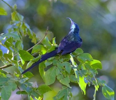 Kisumu Haus | Ose Cottages