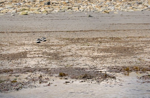 Owls Head Hütte | Owl's Head Maine Beachfront Cottage mit wunderschönem Sandstrand und atemberaubender Aussicht