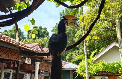 Teluk Nipah Resort | Pangkor Seagull Resort