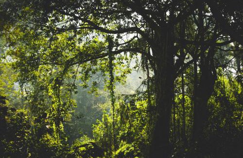 Tumari Sonstige | Paradise Wild Hills Kodachadri