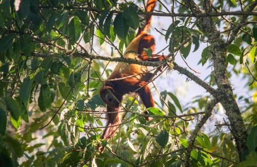 Jerico Wohnung | Peaceful rustic cabin steps from town