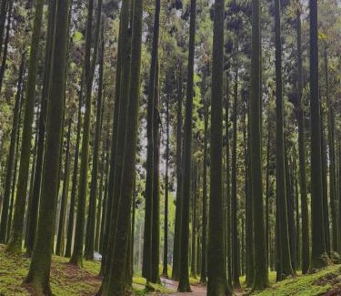 Darjeeling Haus | Pines and Beyond cottage