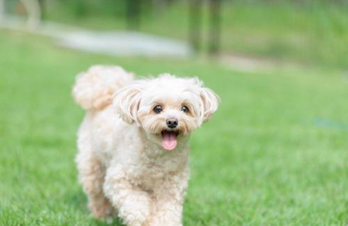 Yamanakako Villa | Pino-富士山麓-山中湖-新築貸切ヴィラ-蚊帳東屋BBQ無料-150平米ドッグラン付-小型犬3匹無料-長期滞在早期歓迎割引-バリアフリー