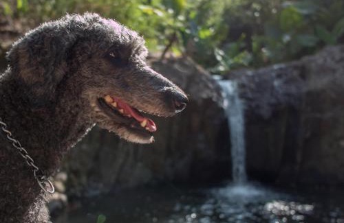 Morong Wohnung | PITI Nest Self-Service Home in Rainforest Nest - Wi-fi, Monkeys, Bats, Pet Friendly with a Fee