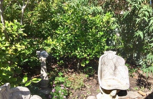 Leura Hütte | Pixie Cottage Sth Leura-Self-Contained-Quiet-9 mins Walk Leura Village