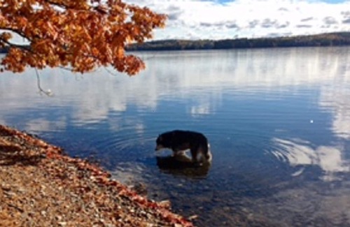 Monmouth Hütte | Privat Camp auf Cobbossee See