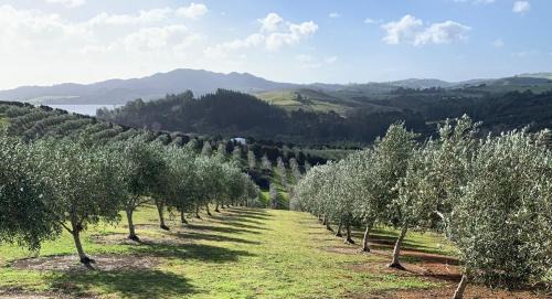 Mangonui Haus | Private Olive Grove Studio
