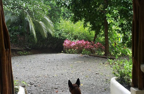 Carate Kabine | Pure Nature, 3 kilometers away from Corcovado Park, La Leona Station