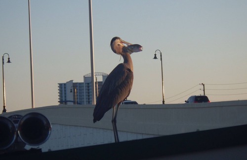 Thomas Drive Eigentumswohnung | Quiet, Beach Facing Master Bedroom! Spectacular Views!
