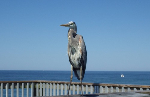 Thomas Drive Eigentumswohnung | Quiet, Beach Facing Master Bedroom! Spectacular Views!