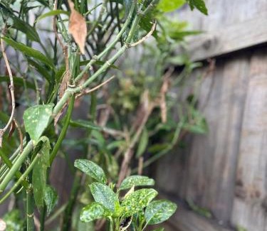 Swindon Haus | Quiet Yellow Rest House Sleeps 5