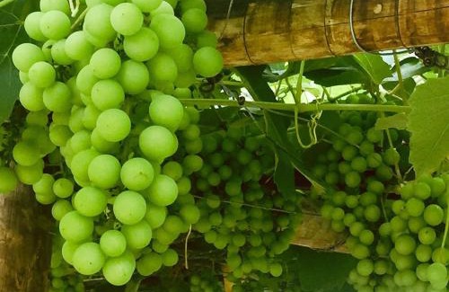 Lumiar Haus | Recanto Suíço