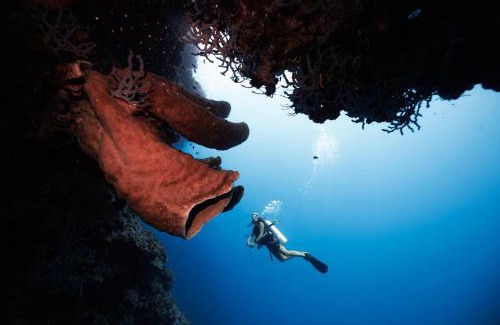 Bomba Resort | Reconnect - Private Island Resort & Dive Center Togean - Buka Buka Island