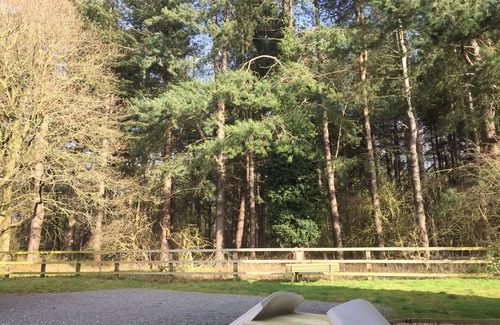 Bury St Edmunds Hütte | Entspannen Sie in Blick auf den Wald