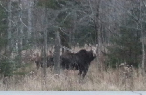 Jackman Resort | Relaxing Mountain Balcony Suite With Hot Tub And Indoor Pool