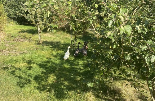 Thornton-le-Moors Hütte | Remarkable 1-Bed Cottage in CHESTER