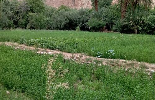 Toudgha El Oulia Haus | Riad La Fleur