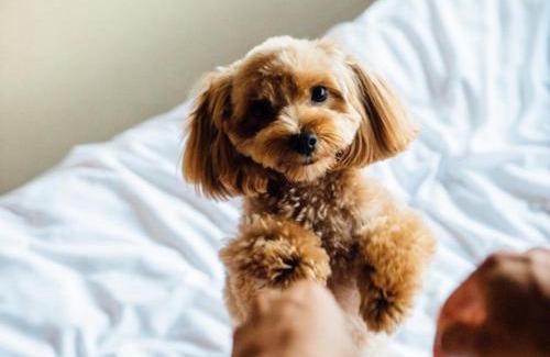 Tera-machi Temple Area Wohnung | Riverside TABI-NE