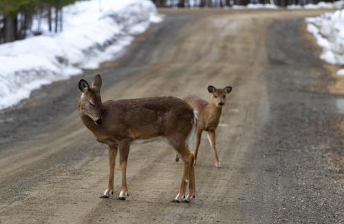 Rockwood Haus | Rockwood Cabin on Moosehead Lake