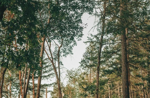 Merlin Haus | Rogue Ridge White Oak House