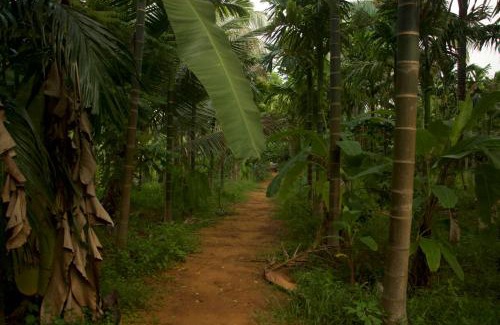 Hireguthi Sonstige | Roots and rambutan gokarna