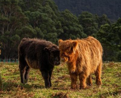 Port Arthur Haus | Ruby's Cottage Farm Stay