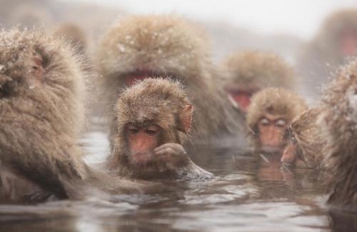 Takayama Hotel | Ryokan Warabino