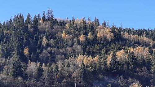 Plavya Haus | Sadyba Iryna Садиба Ірина