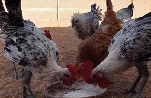 M'Hamid El Ghizlane Kabine | Sahara Peace