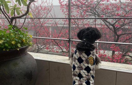 Sanyi Haus | Sanyi Wei Wei Feng B&B