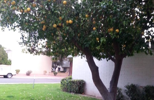 Heatherbrae House Eigentumswohnung | Erschwinglicher Wohlstand in Scottsdale