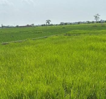 Chandauli Sonstige | Shashank Infra Dream's