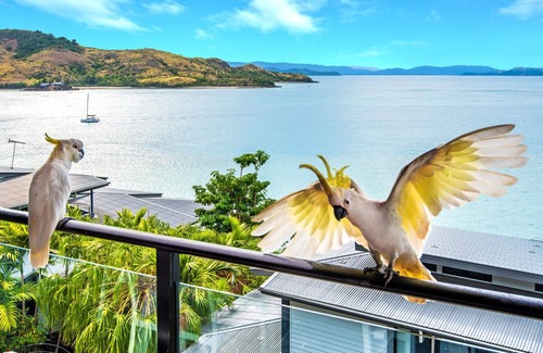 Hamilton Island Wohnung | Shorelines 31 Hamilton Island - oceanviews, golf buggy and transfers