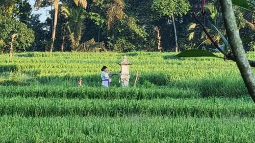 Kerambitan Kabine | Sirya Farm House