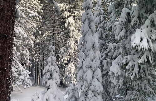Alta Haus | Skyline Cabin - 3 Story Log Cabin in the Sierras