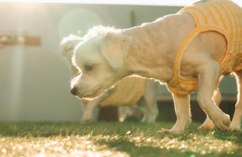 Shima Villa | Small Resort 志摩