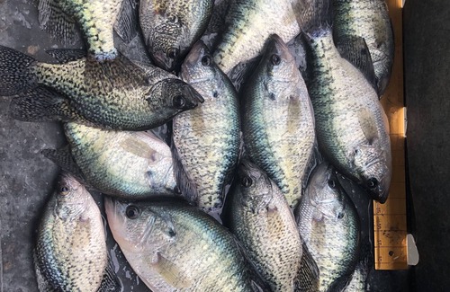 Yellville Wohnmobilvermietung | Solar Eclipse On the Lake - Secluded Rustic RV sites w/ Utilities