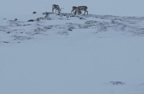Egilsstadir Wohnung | Stóri-Bakki, cottage Dvergabakki-no shower