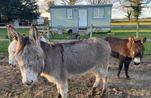 Irstead Haus | Starry Meadow & Rescued Animal Experiences