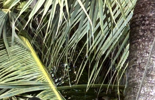 Palma Wohnung | Studio with AC & Wifi in a Tropical Paradise