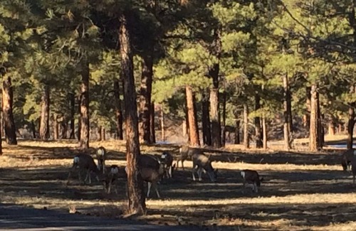 Bayfield Haus | Atemberaubende Aussicht, friedliche Umgebung, Tierwelt und Gebirgskomfort