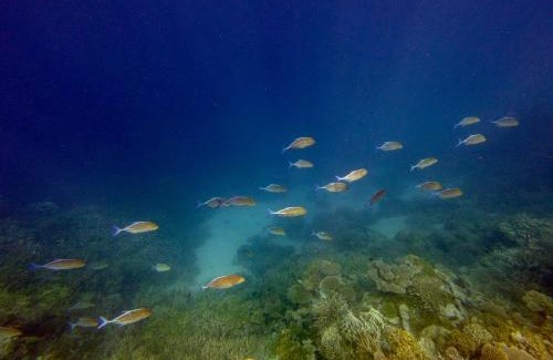 Gaafu Alifu Atoll Haus | Suncoral Maldives