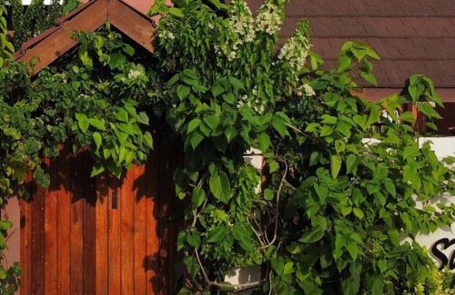 Gaafu Alifu Atoll Haus | Suncoral Maldives