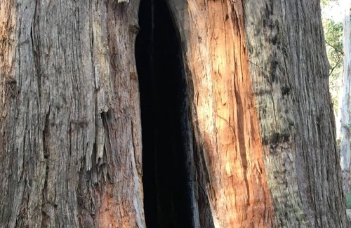Allens Rivulet Kabine | Tassie Country Cabin