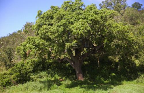Sao Luis Sonstige | Tent in a Regenerative farm