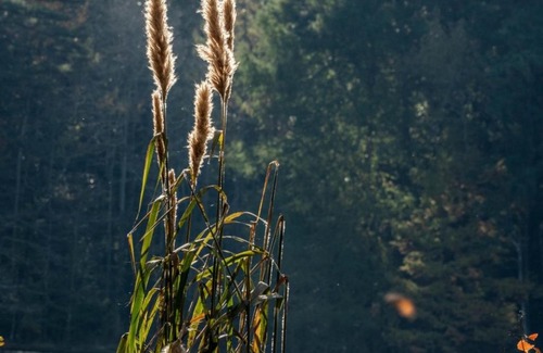 Morton Sonstige | Tentrr State Park Site - Mississippi Roosevelt State Park - Tall Trees B - Single Camp